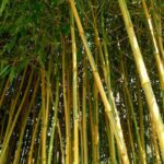 bambu apus