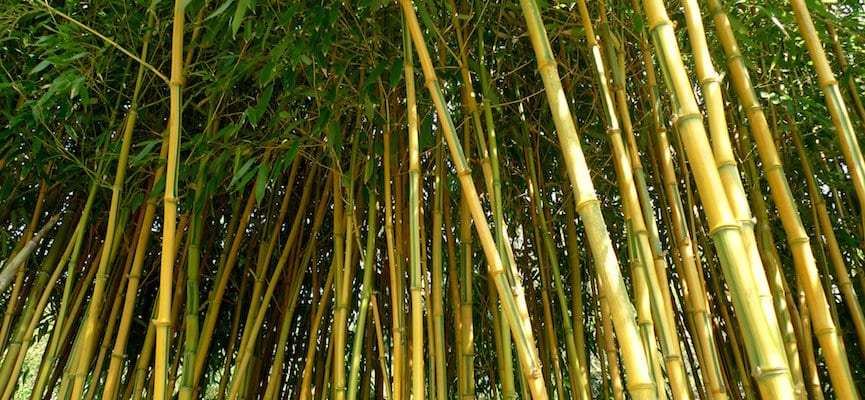 cat-untuk-kerajinan-bambu