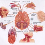 Gangguan-Sistem-Saraf-pada-Manusia
