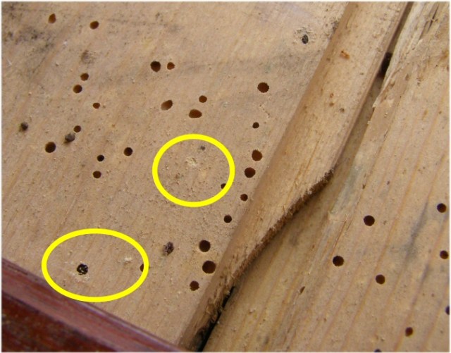 papan kayu berlubang akibat rayap